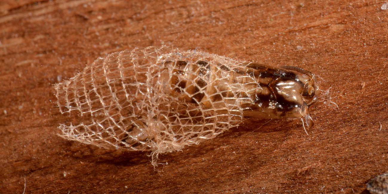 Wockia asperipunctella, Urodidae